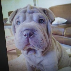 Meet your Posher, Arnell